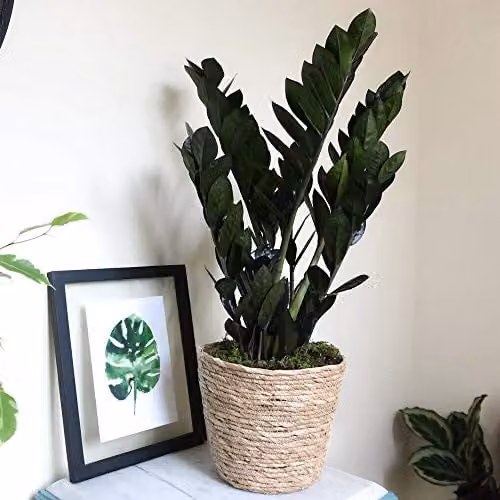 Thompson and Morgan Zamioculcas Raven Black Easy to Grow Perennial Indoor Houseplant in a 14cm Pot – 2