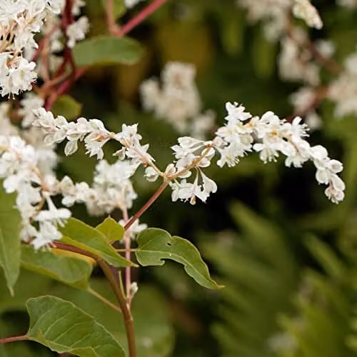 Thompson and Morgan Russian Vine Fallopia baldschuanica Fast-Growing Climbing Shrub with White Blooms, 1 x 1.7-Litre Potted Plant – 2