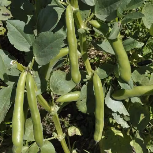Thompson & Morgan Vroma Broad Bean Seeds, 50 Seeds per Packet – 2