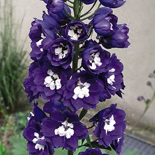 Thompson and Morgan Delphinium Dark Blue and White Bee Hardy Perennial 60 Plug Plants – 2