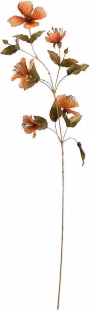 KDMD Botanica Orange Caper Flower Spray, Height: 109 cm