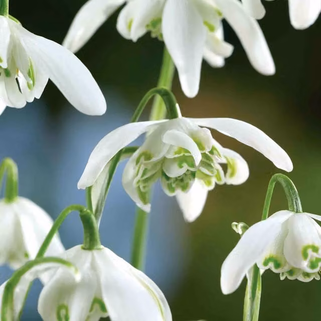 Marshalls Garden Double Snowdrop Bulbs Flore Pleno White