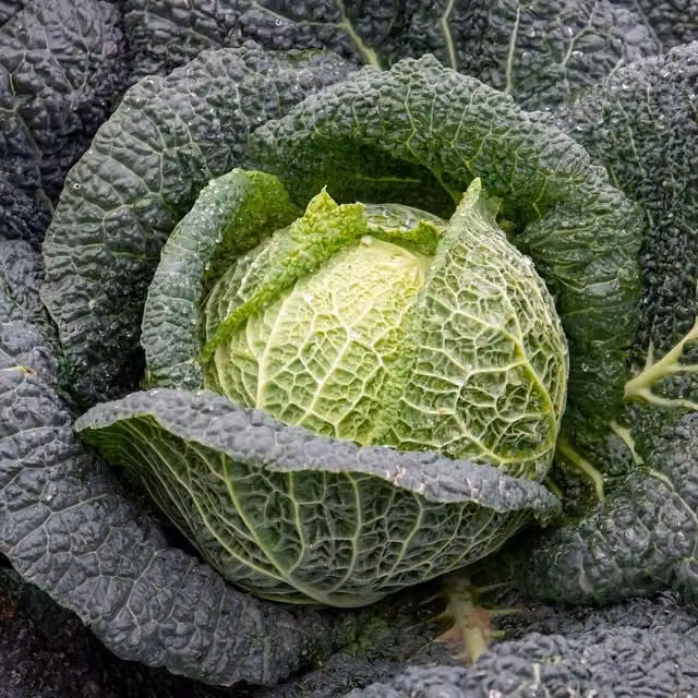 Marshalls Savoy Tourmaline Cabbage Vegetable Seeds, 40 Seeds