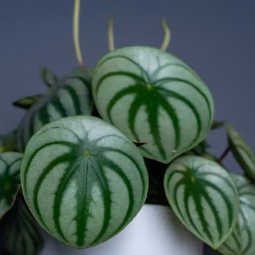 Thompson and Morgan Peperomia argyreia Houseplant with Silver and Green Striped Foliage, 1x 12cm Pot – 1