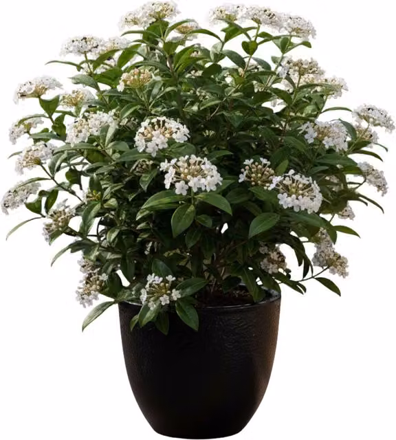 Plants by Post Viburnum Tinus Evergreen Ornamental Shrub with Winter and Spring Flowers, 7.5L Pot