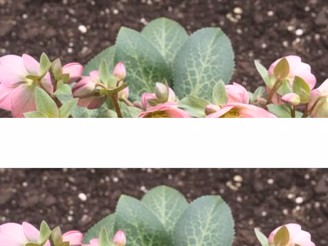 Plants by Post Hellebore Frostkiss Dorothy's Dawn Soft Pink Perennial Outdoor Plant