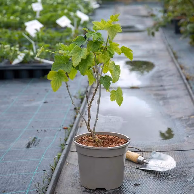 Marshalls Garden Blackcurrant Big Ben Perennial Fruit Berry Bush, Black