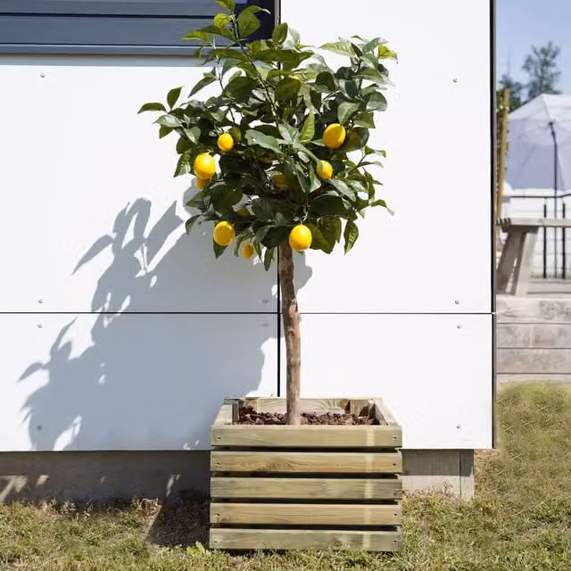 Cerland Brown Wooden Planter Tub, W: 40 cm, D: 28 cm, H: 80 cm