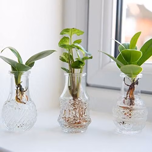Thompson and Morgan Hydroponic Collection of 3 Evergreen Tender Perennial Indoor Houseplants in Transparent Green Berlin Glass Vases