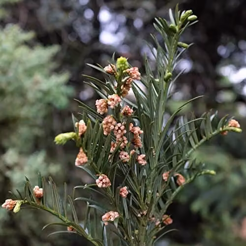 Thompson & Morgan Cephalotaxus Harringtonia Plum Yew Fastigiata Hardy Conifer Tree, 2-Litre Potted Plant