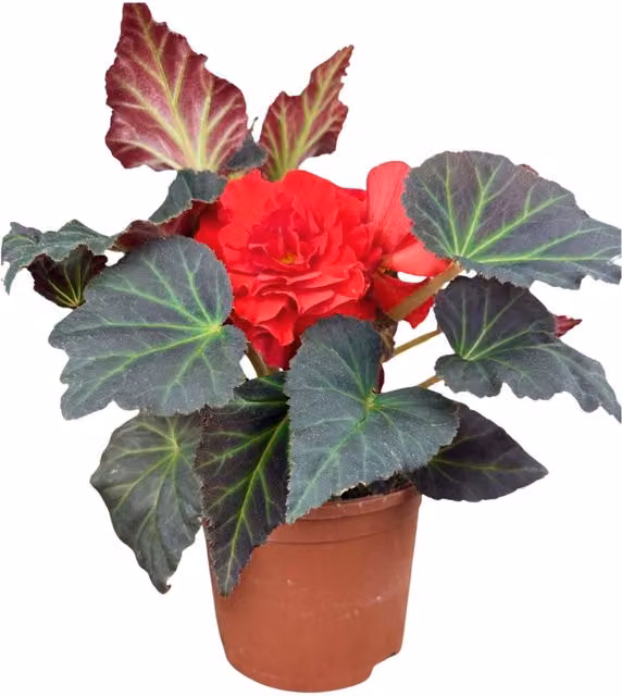 Plants By Post Red Begonia Mocca Scarlet Summer Bedding Plant
