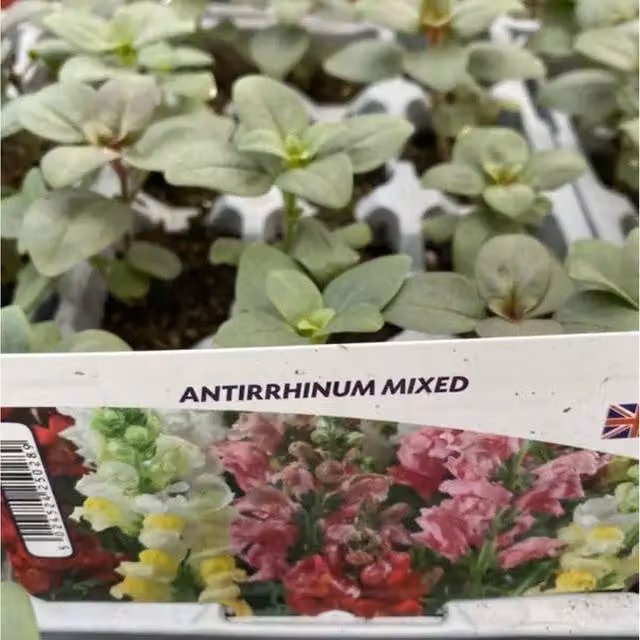 Plants By Post Antirrhinum Mixed Bedding Plants, 24 Pack, Pink and Multicolour