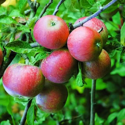 Thompson & Morgan Queen Cox Apple Tree (Malus domestica) with M26 Rootstock, Self-Fertile RHS Award Winner, 9cm Pot – 1