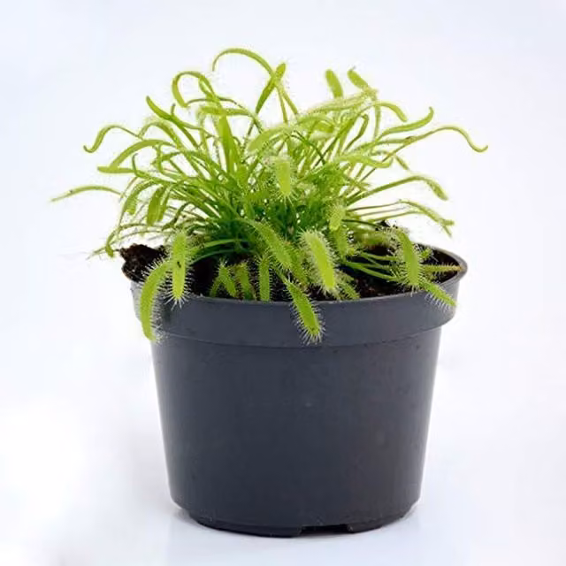 Thompson & Morgan Cape Sundew Drosera Capensis Green Indoor Fly Trap Plant