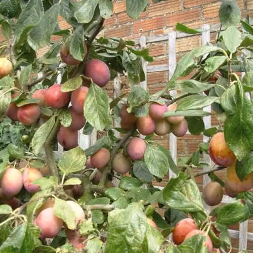 Thompson & Morgan Victoria Plum Tree, 2 x 12 Litre Potted Plants