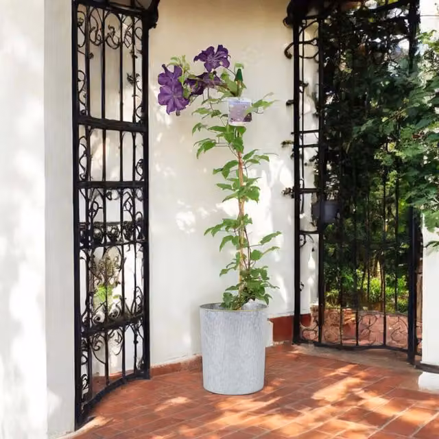 Plants by Post Purple Clematis Warszawska Nike Climbing Plant in 3L Pot