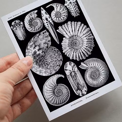 Artery8 Botanical Aesthetic Haeckel Nature Collage Kit, 50 Black and White Wall Art Prints, W: 14.8 cm, H: 10.5 cm – 6