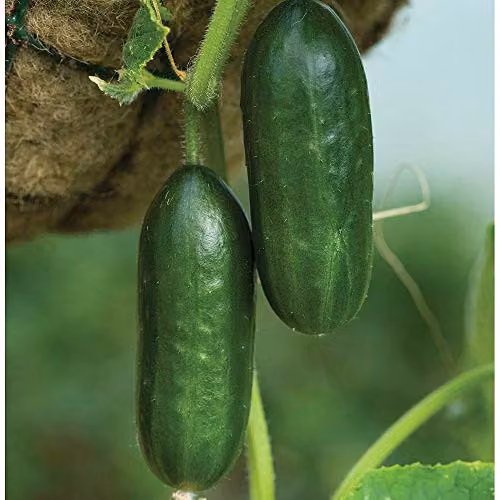 Thompson & Morgan Mini Munch F1 Cucumber Seeds, RHS AGM Variety, 1x Seed Packet – 1
