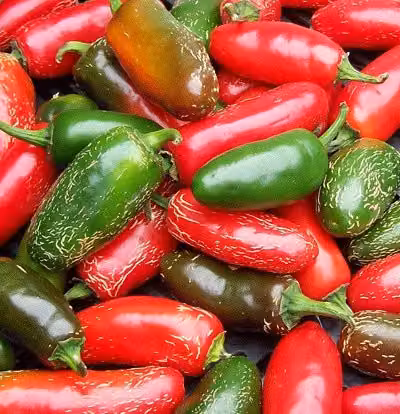De Ree Jalapeno Chilli Vegetable Seeds, Multicolour