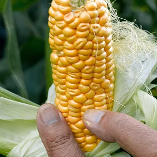 Thompson and Morgan Early Xtra Sweet F1 Hybrid Sweetcorn Seeds, Yellow, Approx. 30 Seeds – 1