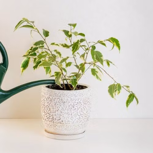 Thompson & Morgan Ficus Benjamina Weeping Fig Indoor Plant, 2 x 12cm Pots – 2