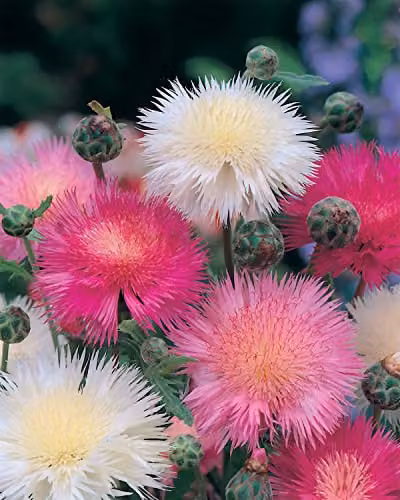 Johnsons Sweet Sultan Giant Mixed Ornamental Flower Seeds, Multicolour – 3