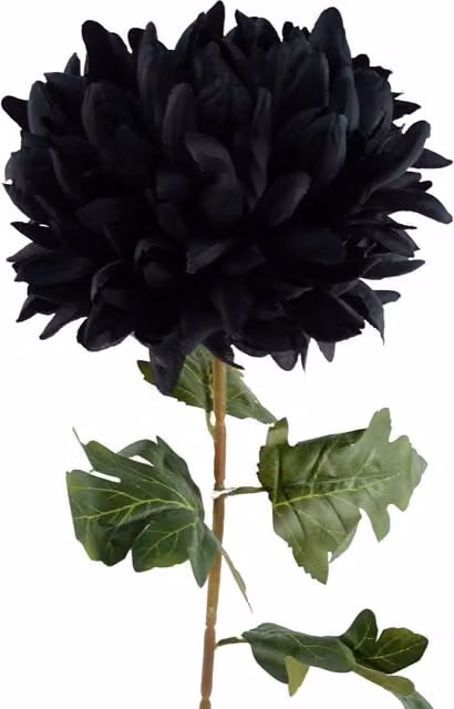 Single Extra Large Reflex Chrysanthemum in Black and Red with Leaf Detail