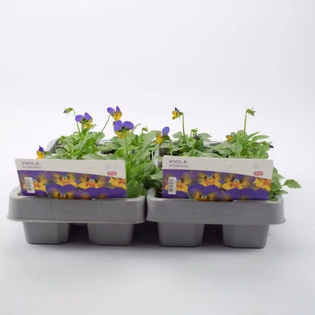Plants by Post Viola Morpho Bedding Plants, 12 Plants in Eco Trays, Bluish-purple and Pale Yellow