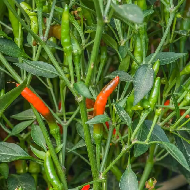 Marshalls Garden Red Chilli Demon Capsicum Potted Bedding Plant, 9cm Pot