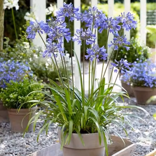 Thompson & Morgan Agapanthus Ever Duo White and Blue Flowering Perennials, 2 x 9cm Pots – 2