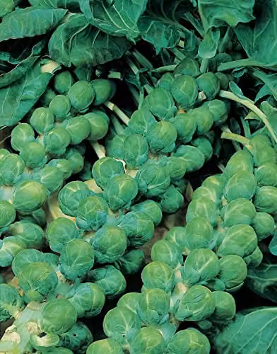Johnsons Evesham Special Brussels Sprout Vegetable Seeds – 3