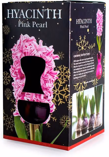 De Ree Hyacinth Gift Kit with Bulbs in Pink, Blue and White