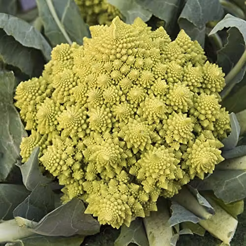 Thompson and Morgan Romanesco Cauliflower Veronica Seeds, Summer and Autumn Vegetable Seeds, 1 Packet (Approx. 20 Seeds)
