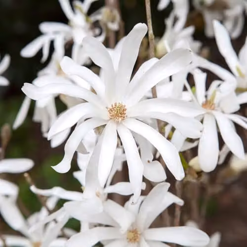 YouGarden White Magnolia Stellata Star Magnolia Standard Ornamental Tree, Height: 70 cm – 5