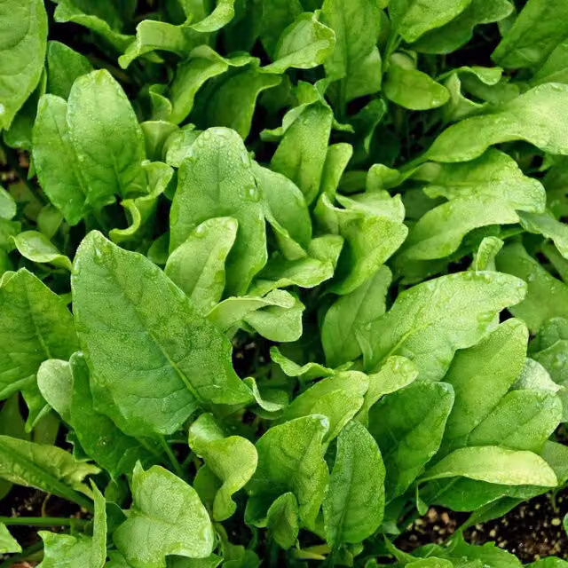 Marshalls Garden Martini Dwarf French Bean Seeds, 75 Seeds, Green