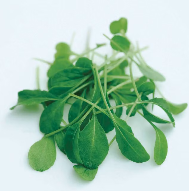 Unwins Victoria Rocket Microgreens Herb Seeds, Green