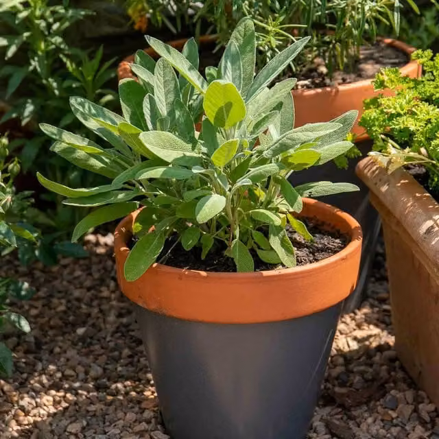 Marshalls Garden Sage Green Perennial Herb for Ornamental and Herb Gardens