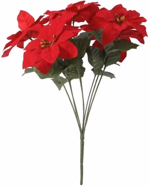 KDMD Red Small Poinsettia Bush 2 Pack with 7 Heads per Bush, Height: 38.1 cm