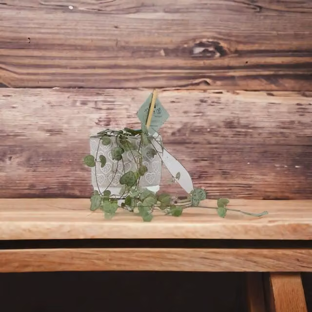 Plants by Post Ceropegia String of Hearts Indoor Trailing Plant with Silver, Purple and Pink Foliage in an 8.5cm Pot