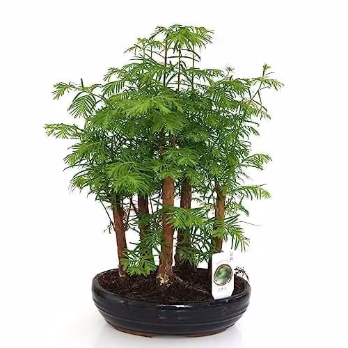 Thompson & Morgan Bonsai Plant Forest Mix in an Oval Green Ceramic Pot, 16cm Diameter