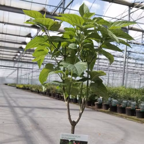 Thompson and Morgan Clerodendrum trichotomum Ornamental Deciduous Shrub with Pink Buds, White Flowers and Turquoise-Blue Berries, 15 Litre Pot – 3