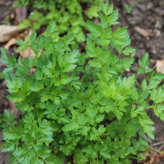 Primrose Italian Giant Parsley Petroselinum Crispum Neapolitanum Green Herb Garden Bedding Plant in 9cm Pot