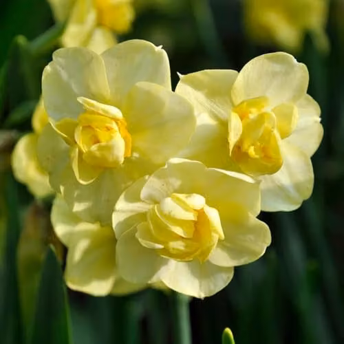 YouGarden Narcissus Yellow Cheerfulness Bulbs, Pack of 15