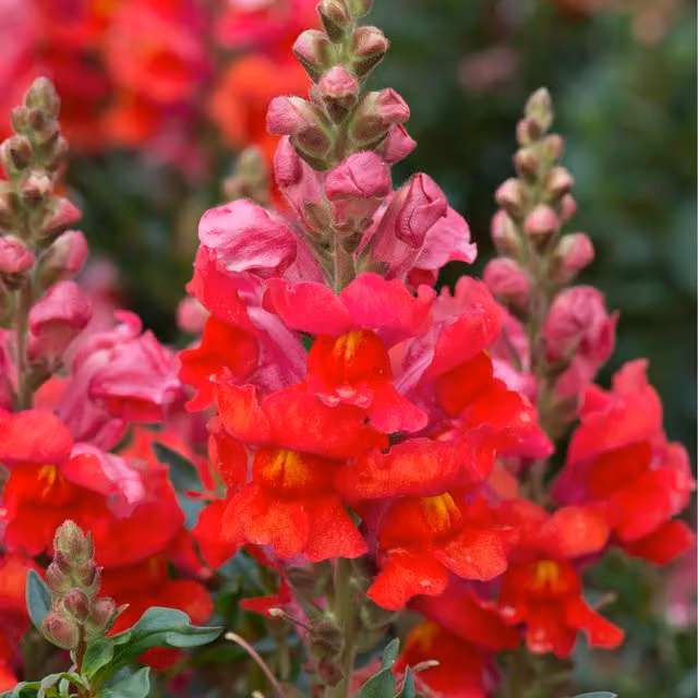 Plants By Post Antirrhinum Scarlet Red Bedding Plants, 24 Pack