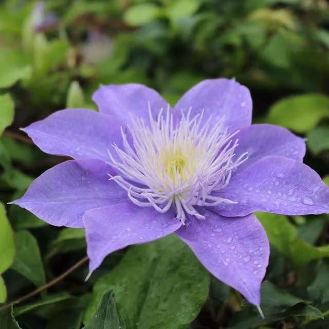 Plants By Post Clematis Crystal Fountain Evipo038 Purple Climber Outdoor Ornamental Garden Plant