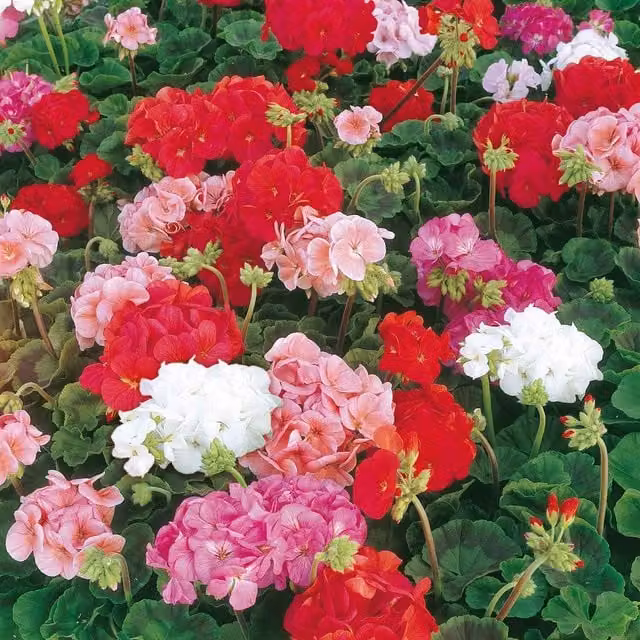 Unwins Multicolour Geranium Sprite F2 Flower Seeds