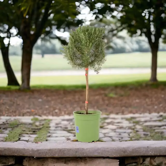 Plants by Post Silvery-Green Rosemary Quarter Standard Ornamental Tree