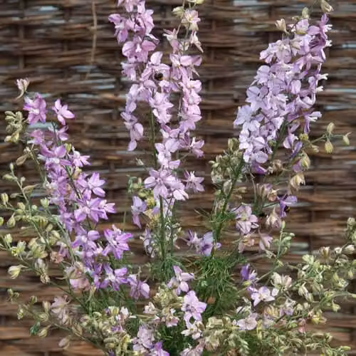 Thompson & Morgan Delphinium Consolida Fancy Belladonna Hardy Annual Larkspur Seeds, 100 Seeds, Purple and White – 2