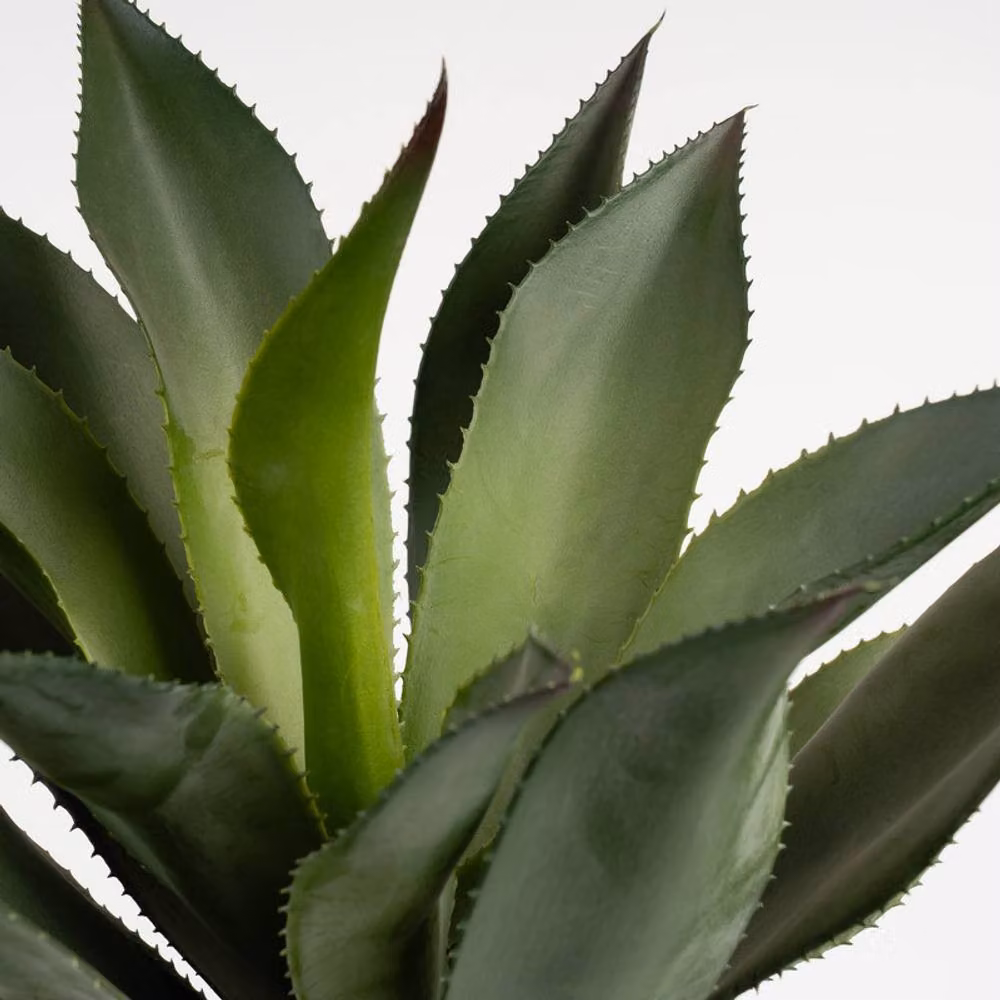 Scottish Everlastings Ltd Green and White Potted Oversized Agave Succulent, Height: 57 cm – 2