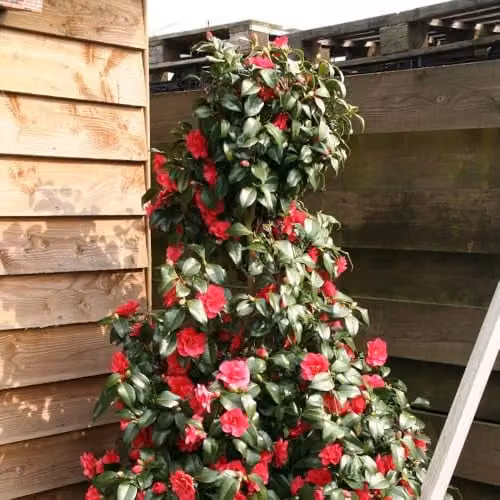 Thompson & Morgan Camellia reticulata Mary Williams Evergreen Ornamental Shrub with Rose-Pink Blooms, 15cm Pot – 1